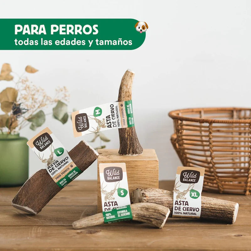Asta de Ciervo 100% Natural – Wild Balance