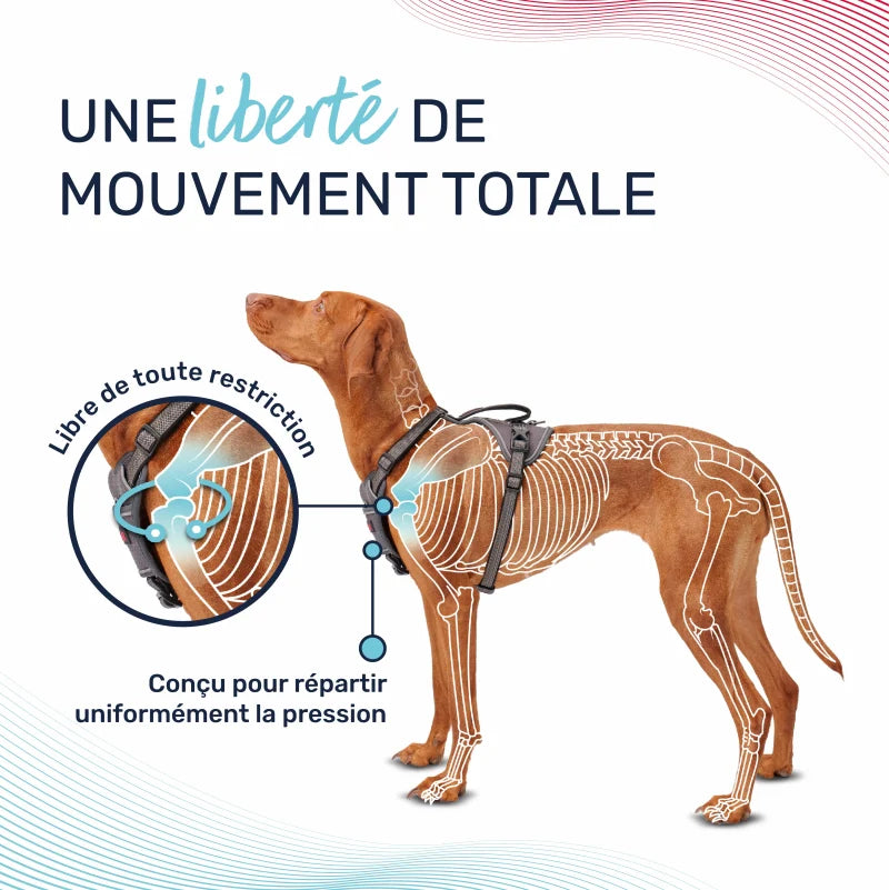 Arnés Anatomy para perro - Magenta Halti